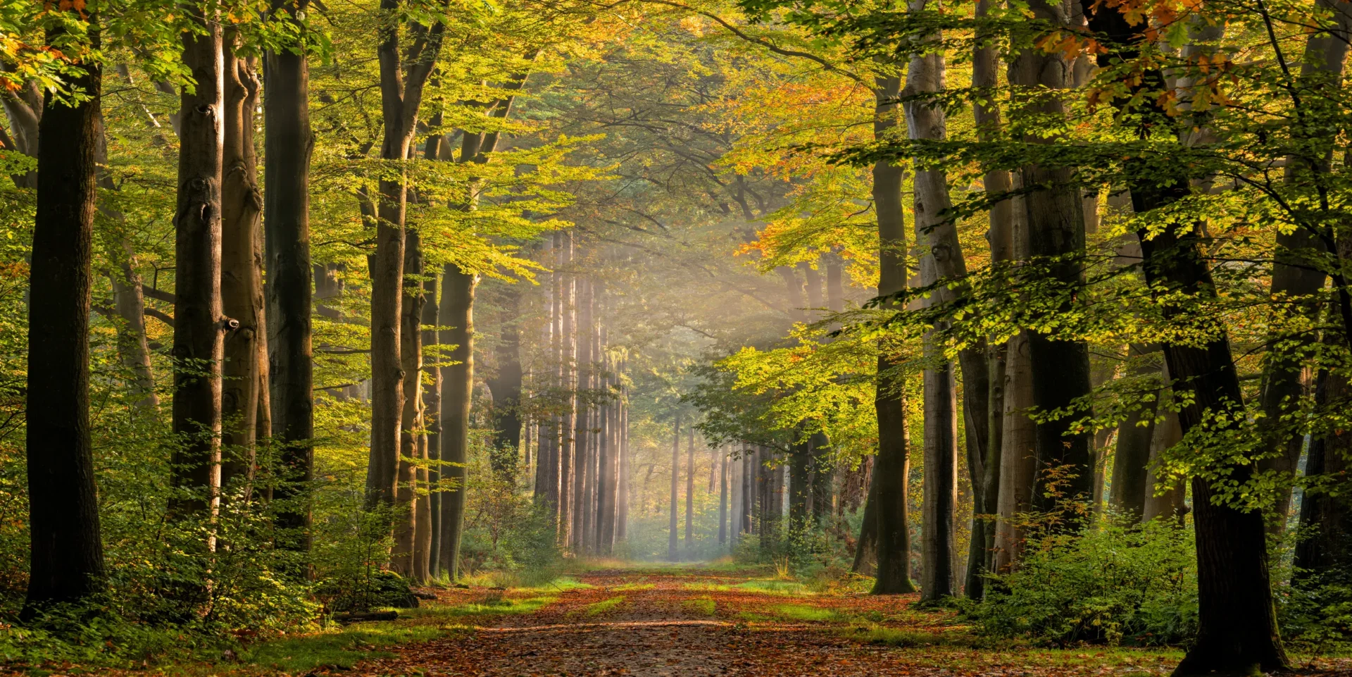 Misty forest path no people