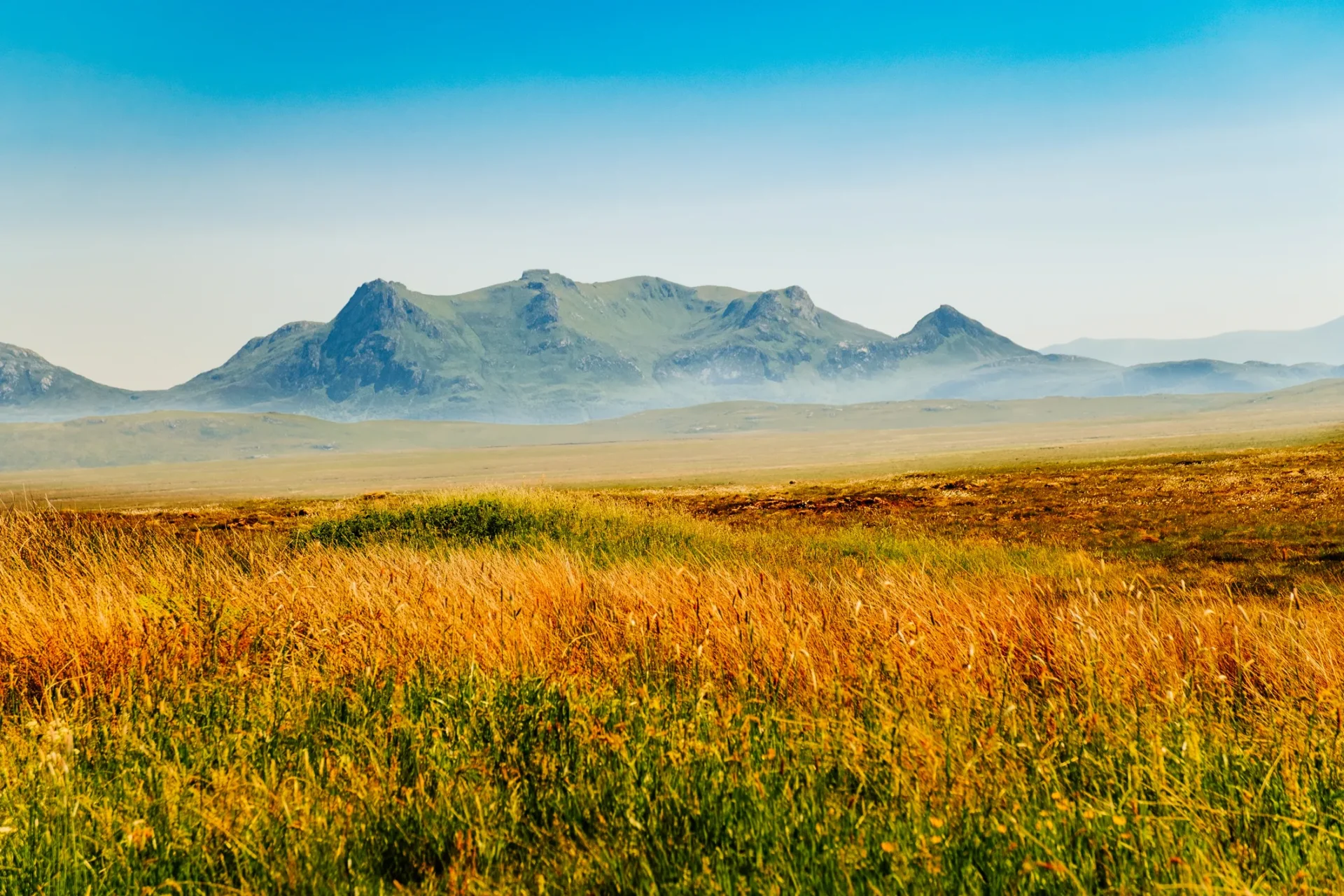 Earthy landscape grasses