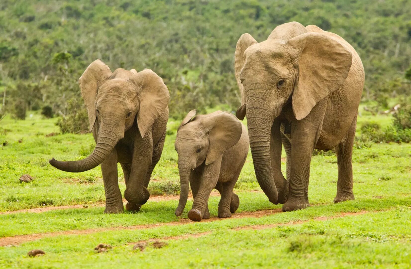 Elephant family