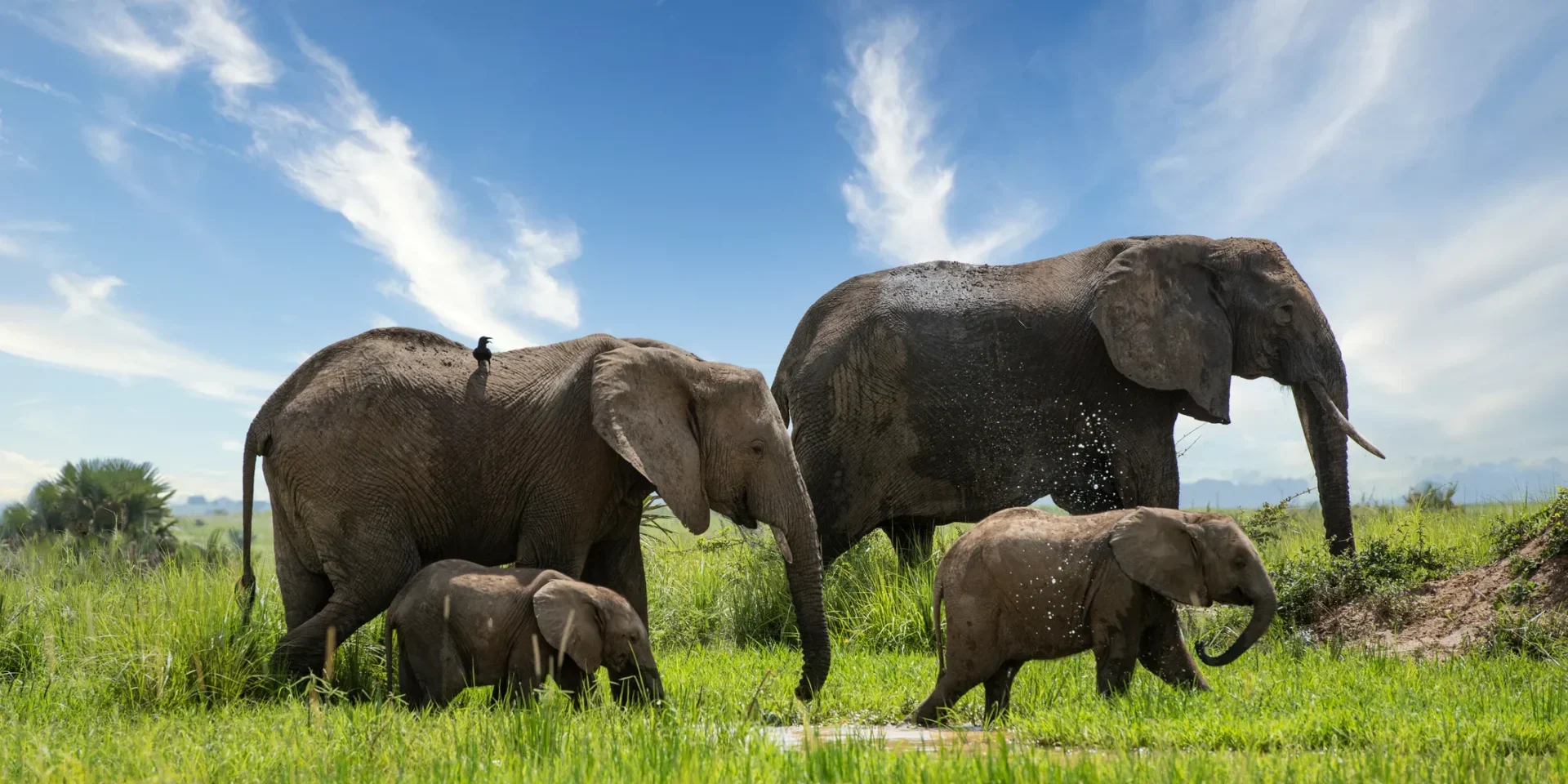 Elephant family young elephant