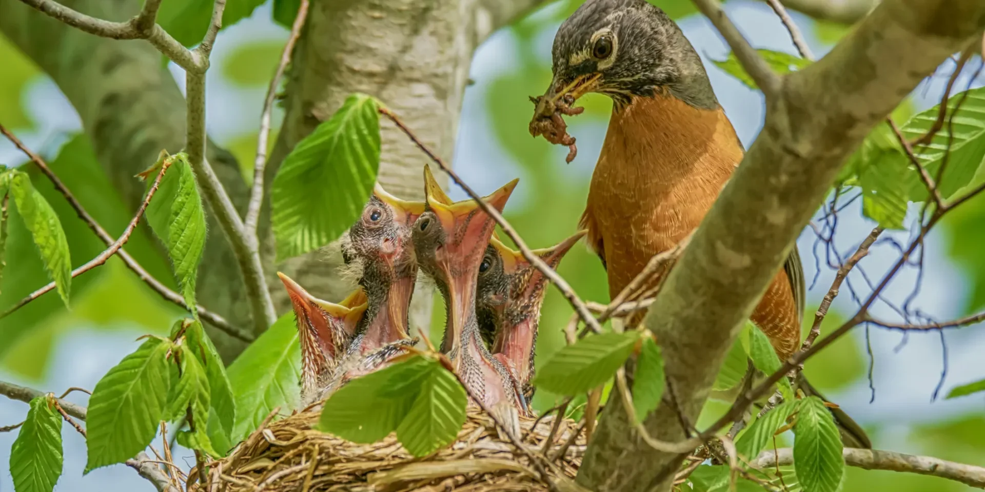 Bird with chicks in a nest